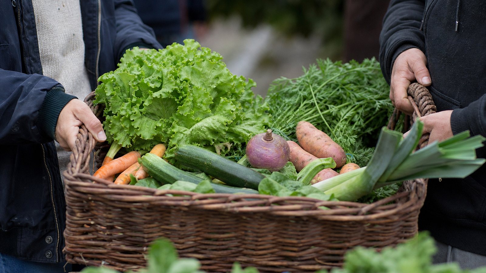 Panier de légumes de saison en cours de composition avant une distribution d'AMAP